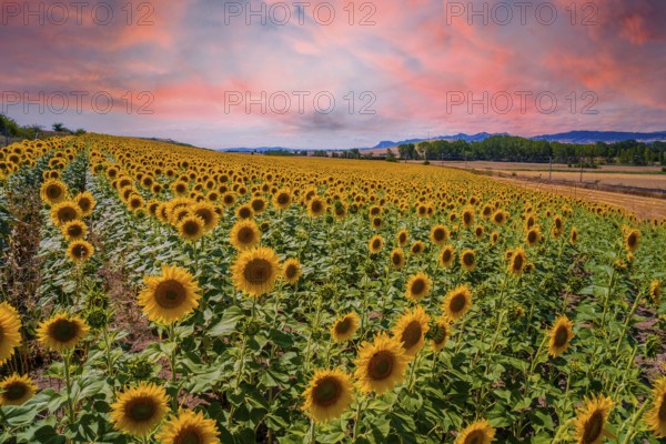 A beautiful field of sunflowers in a field of Castilla y León in the summer sunset. Spain