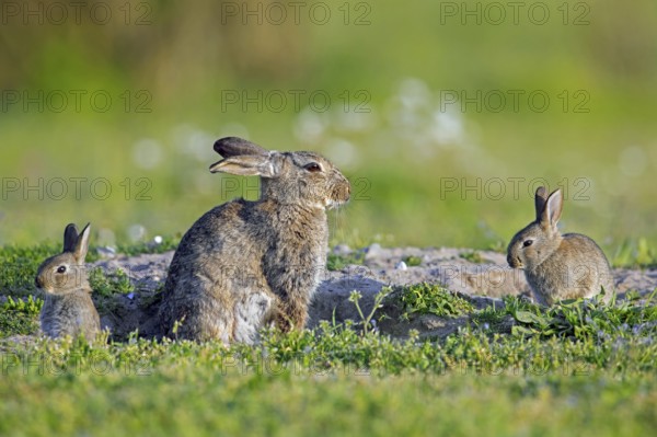 European rabbits, common rabbit (Oryctolagus cuniculus) adult with two young, kits sitting near entrance to warren in grassland in summer