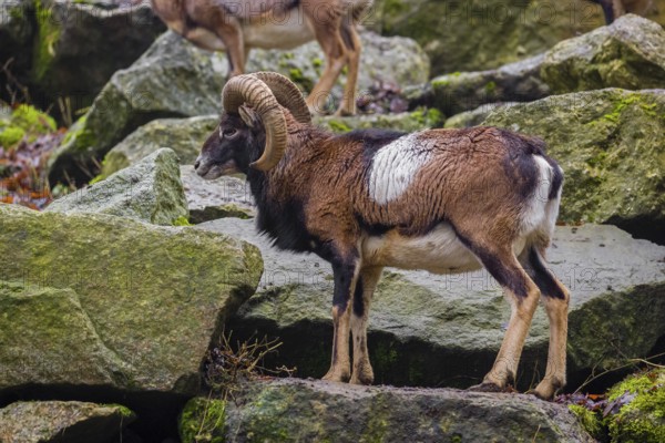 A male European mouflon (Ovis aries musimon) stands on a rocky slope