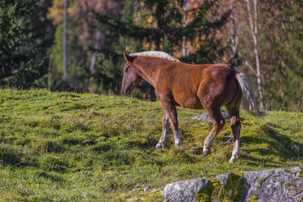 A chestnut colored Noriker horse or Norico-Pinzgauer stands on a sunny paddock