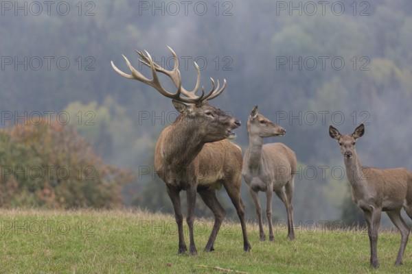 Red Deer buck standing on a meadow in autumn. Fog and trees in the background. Rutting season, rutting call