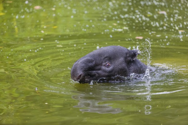 A Malayan tapir (Acrocodia indica) swims in a river
