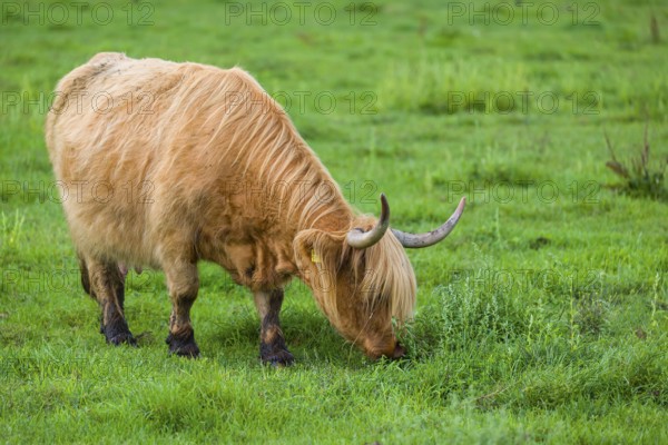 One Highland cow (Bos primigenius) taurus) stands on a pasture and grazes
