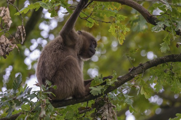 One female Gelada (Theropithecus gelada), or bleeding-heart monkey sitting high up in a tree feeding on leaves