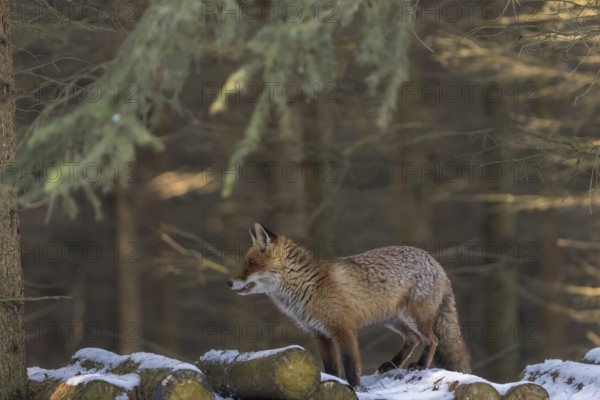 One red fox, Vulpes vulpes, standing on a stack of wood in a forest searching for food