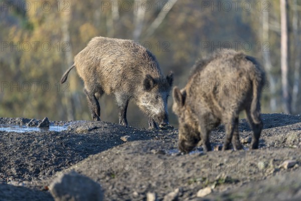 Two wild boar or wild pig (Sus scrofa), standing on a muddy opening searching for food, with an autumnal colored forest in the background in early morning light