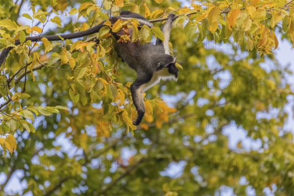 One adult Diana monkey (Cercopithecus diana) climbing along a thin twig with yellow leafs high up in a tree, collecting food