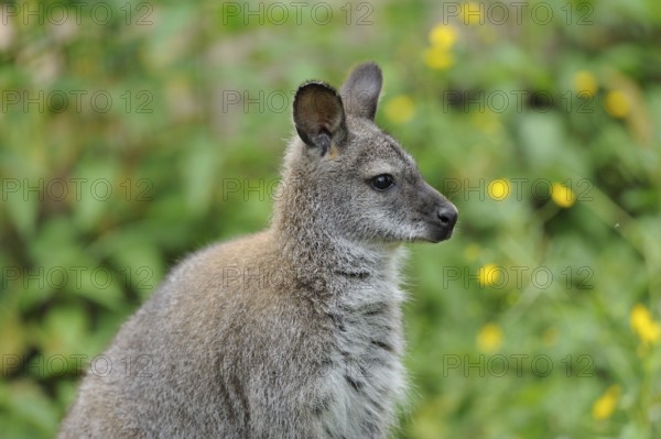 Kangaroo in side profile with background of green plants and yellow flowers, red-necked wallaby (Macropus rufogriseus rufogriseus), captive
