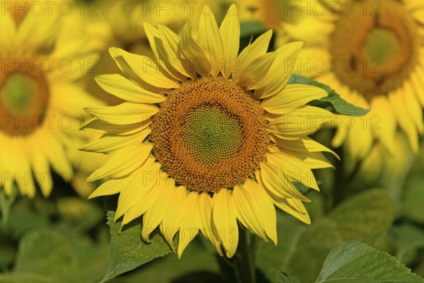 Sunflower (Helianthus annuus) in bloom, close-up, North Rhine-Westphalia, Germany, Europe