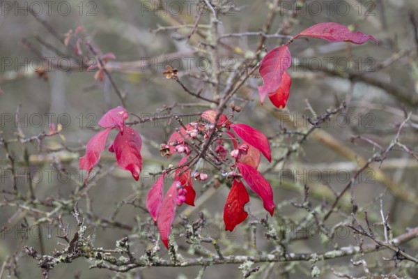Red discoloured leaves of the common spindle bush (Euonymus europaeus) in autumn, Thuringia, Germany, Europe