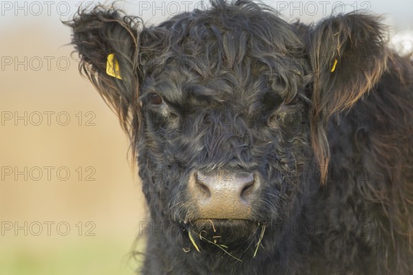 Domestic cattle or cow (Bos taurus) juvenile baby calf farm animal head portrait, England, United Kingdom, Europe