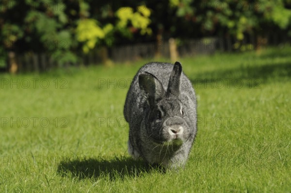 Grey hare running forward on a green meadow, domestic rabbit (Oryctolagus cuniculus forma domestica), large chinchilla, Bavaria