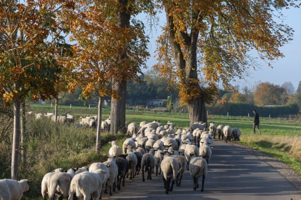 Shepherd moving black-headed sheep (Ovis gmelini aries) to another pasture, Mecklenburg-Western Pomerania, Germany, Europe