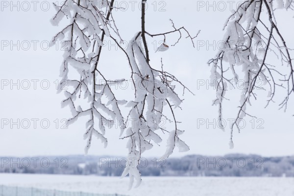 Hoarfrost formation with wind on branches, Erzgebirge, Saxony, Germany, Europe