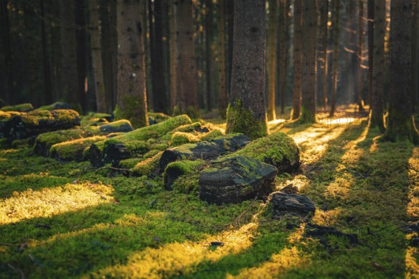 Sunlight shines through the trees and illuminates moss-covered rocks and the forest floor, Unterhaugstett, Black Forest, Calw district, Germany, Europe