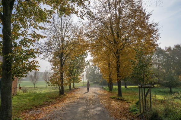 Autumnal lime tree avenue (Tilia) in the morning at Othenstorf Estate, Mecklenburg-Western Pomerania, Germany, Europe