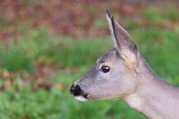 Portrait of a female Roe Deer (Capreolus capreolus)