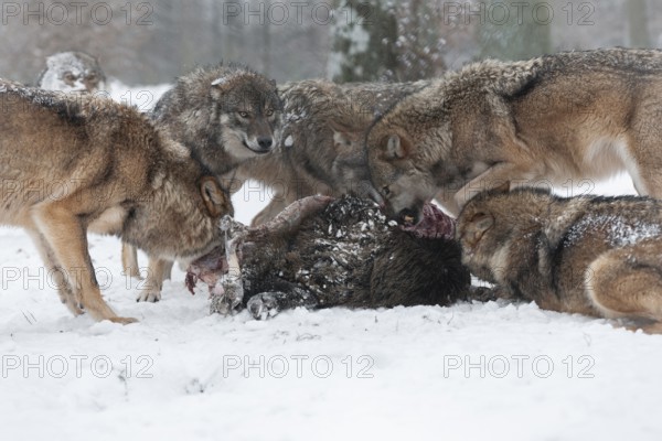 Wolves (Canis lupus) eating wild boar (Sus scrofa) prey, captive, Germany, Europe