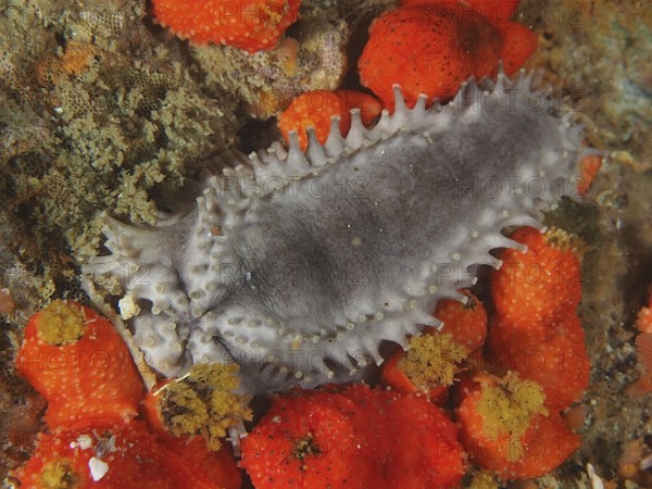Grey sea cucumber, Cape Town sea cucumber (Hemiocnus insolens), endemic, on the seabed, False Bay dive site, Cape of Good Hope, Cape Town, South Africa, Africa