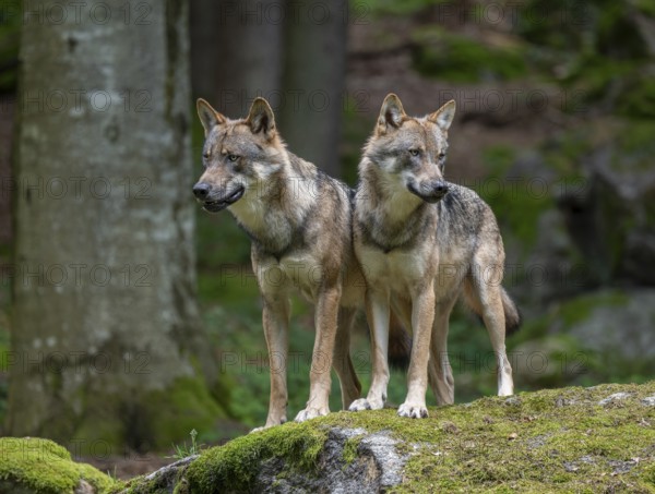 Wolves (Canis lupus) stand on a moss-covered rock and look attentively, captive, Bavarian Forest National Park, Bavaria, Germany, Europe