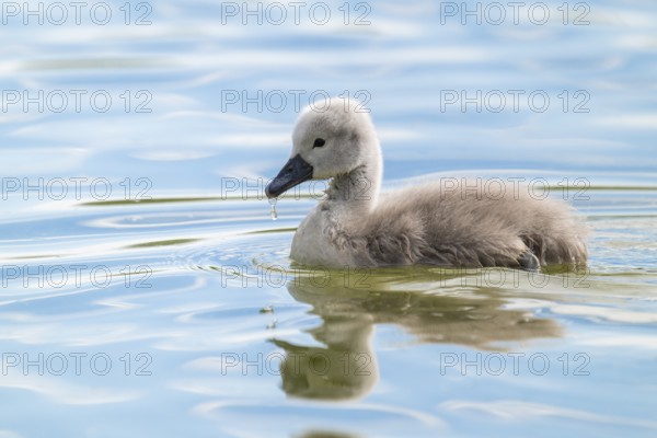 Mute swan (Cygnus olor) young bird swimming on a pond, Thuringia, Germany, Europe