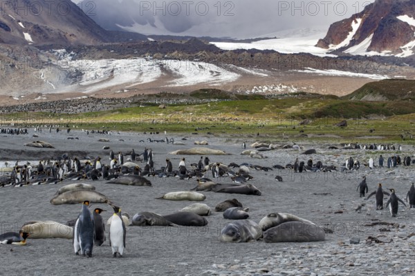 King penguins Elephant seals in landscape St. Andrews Bay South Georgia Antarctica