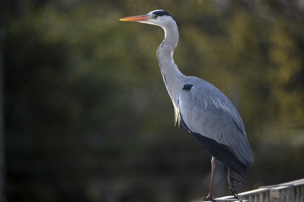 Grey heron (Ardea cinerea) standing on fence, Stuttgart, Baden-Württemberg, Germany, Europe