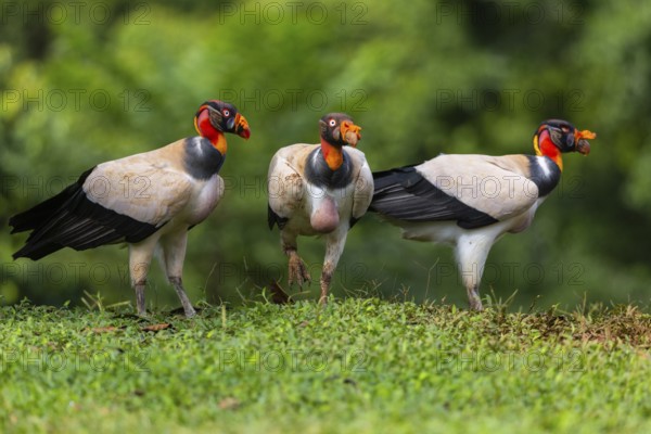 King vulture (Sarcoramphus papa), cock, vulture birds (Aegypiinae), Laguna del Lagarto Lodge, Alajuela, Costa Rica, Central America