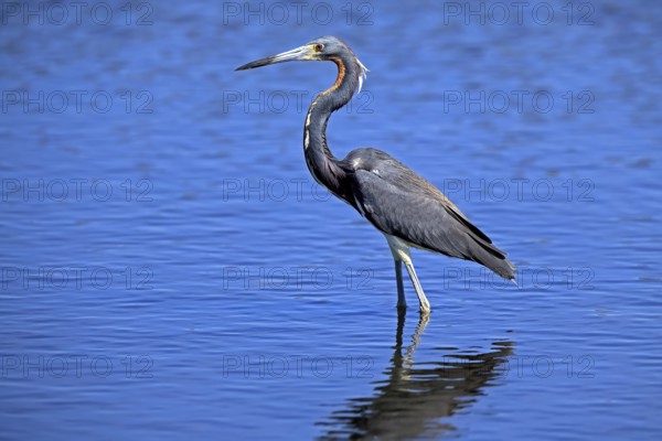 Tricoloured Heron (Egretta tricolor), adult, in the water, foraging, Merritt Island, Black Point Wildlife Drive, Florida, USA, North America