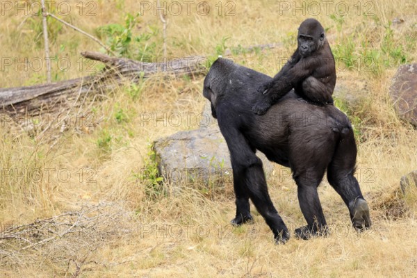 Western gorilla (Gorilla gorilla), adult, female, carrying, juvenile, on back