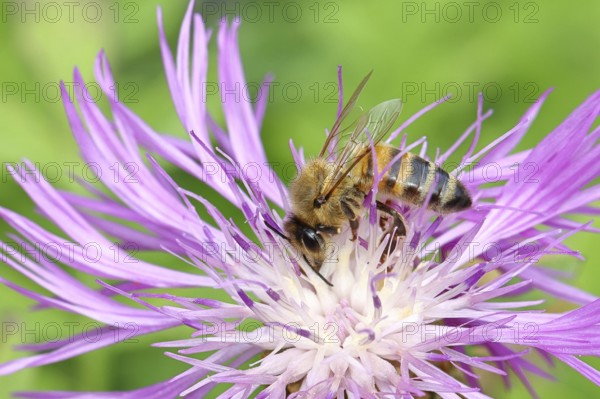 European honey bee (Apis mellifera), collecting nectar from a flower of the meadow knapweed or common knapweed (Centaurea jacea), macro photograph, Wilnsdorf, North Rhine-Westphalia