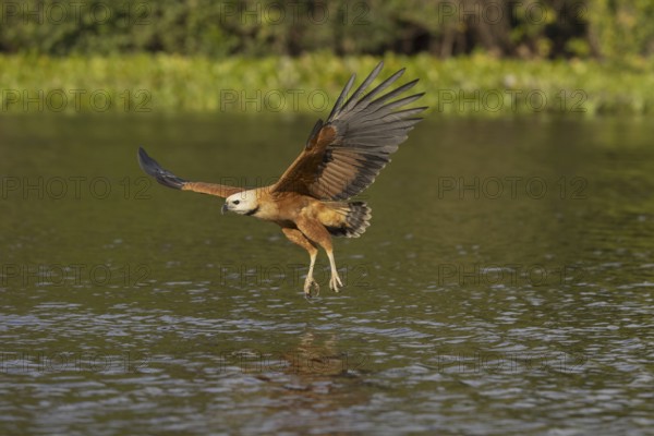 Fish hawk (Busarellus nigricollis), approaching prey, Pantanal, Brazil, South America