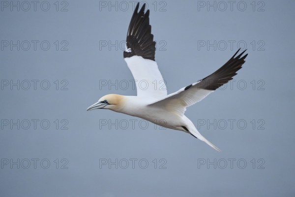 Northern gannet (Morus bassanus) flying over the sea, wildlife, Heligoland, Germany, Europe