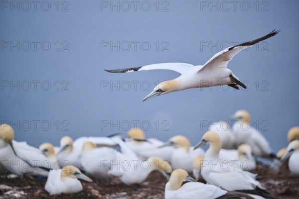 Northern gannet (Morus bassanus) lands in the colony, wildlife, Heligoland, Germany, Europe