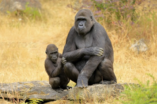 Western gorilla (Gorilla gorilla), adult, female, with young, sitting, on ground