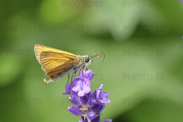 Large skipper (Ochlodes venatus), collecting nectar from a flower of Common lavender (Lavandula angustifolia), close-up, macro photograph, Wilnsdorf, North Rhine-Westphalia, Germany, Europe