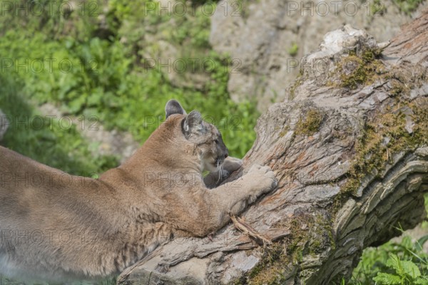 One male cougar, Puma concolor, sharpening its claws on the bark of a dead tree. A rock wall covered with green vegetation in the background