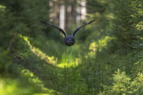 One great grey owl (Strix nebulosa) flying through a forest