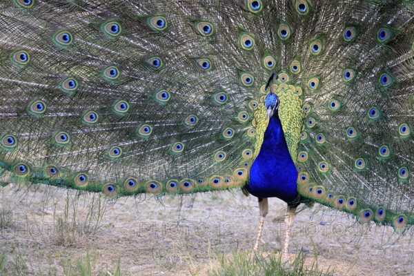 Indian peafowl (Pavo Scalloped ribbonfish), adult, male, beats wheel, courtship display, Germany, Europe