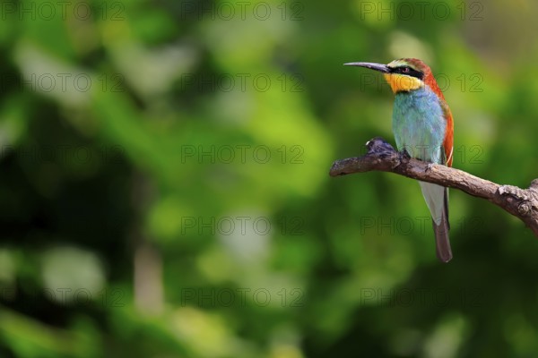 European bee-eater (Merops apiaster), adult, perch, alert, Rhineland-Palatinate, Germany, Europe