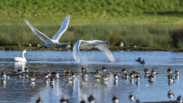 Tundra Swan, Bewick's Swan, Cygnus columbianus in flight at winter in Slimbridge, England, United Kingdom, Europe