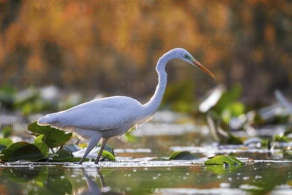 Great White Egret (Ardea alba) Winter visitor, migratory bird, resting bird, foraging, sunrise, golden autumn, lake landscape, Middle Elbe Biosphere Reserve, Saxony-Anhalt, Germany, Europe