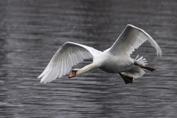 Swan in side view flying just above calm water, Mute Swan, (cygnus olor), wildlife, Germany, Europe