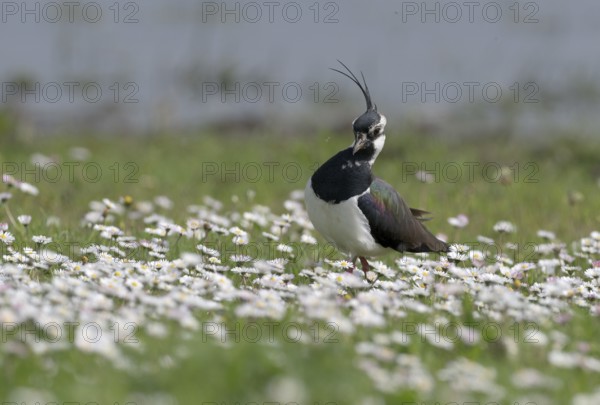 Lapwing (Vanellus vanellus) in a flower meadow, Lower Rhine, North Rhine-Westphalia, Germany, Europe