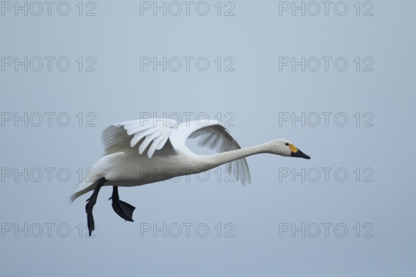Bewick's swan (Cygnus columbianus) adult bird flying on approach to land, England, United Kingdom, Europe