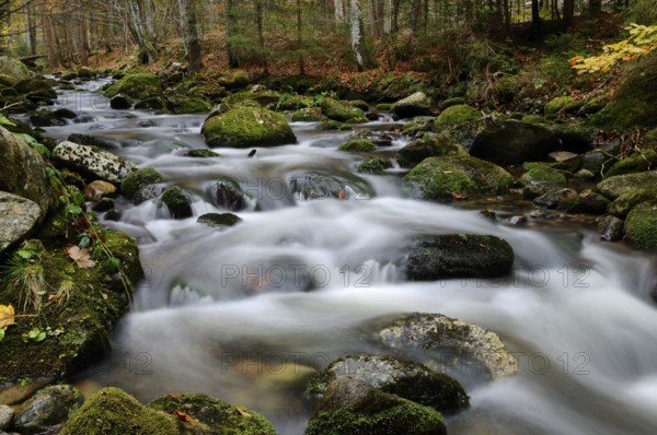 The water moves gently over mossy stones in a wooded autumn area, Kleine Ohe, Bavarian Forest National Park