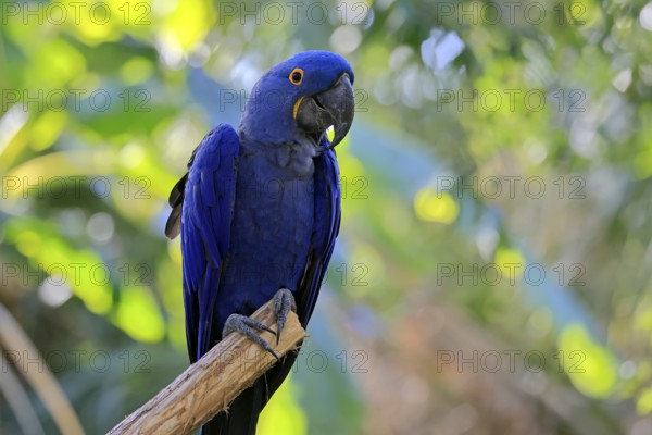 Hyacinth Macaw (Anodorhynchus hyacinthinus), adult on wait, Pantanal, Brazil, South America