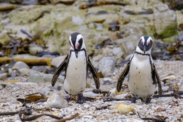 African penguin, penguin, Stony Point Penguin Colony, Bettys Bay, Garden Route, Western Cape, South Africa, Africa