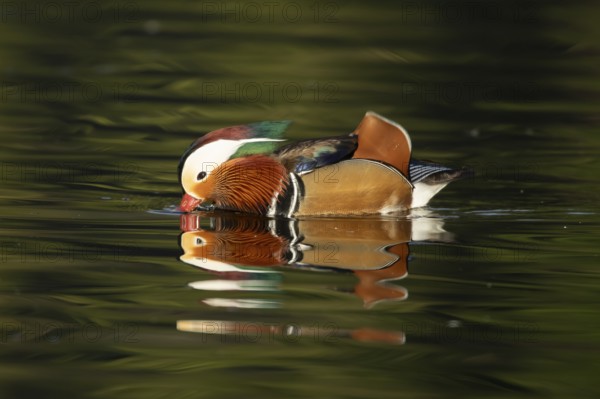 Mandarin duck (Aix galericulata) adult male bird on a lake, England, United Kingdom, Europe
