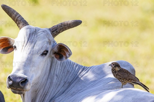 Nelore Cattle Pantanal Brazil